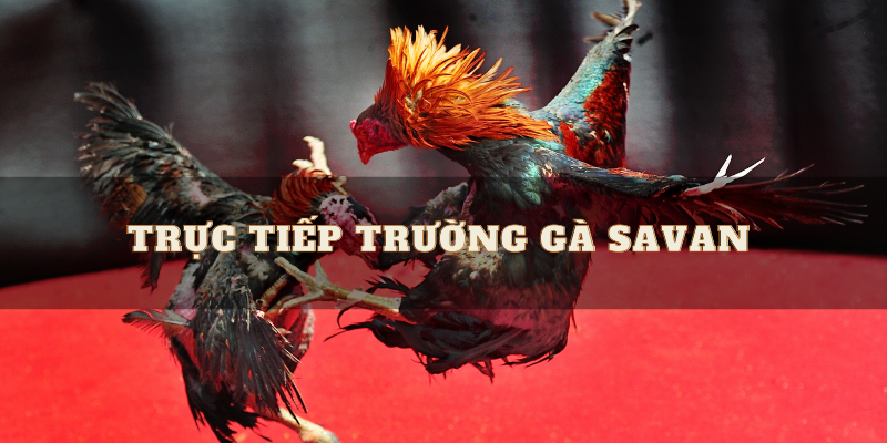 Theo dõi trực tiếp trường gà savan với các trận đấu đỉnh cao