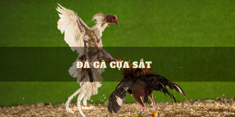 Đá gà cựa sắt