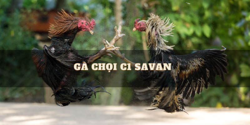 Gà chọi C1 Savan